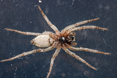 Alopecosa latifasciata