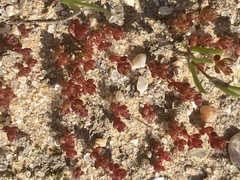 Mesembryanthemum nodiflorum