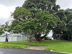 Juglans ailantifolia