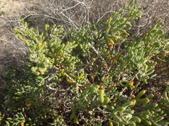 Tetraena fontanesii image