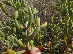 Tetraena fontanesii image