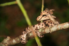 Boiga multomaculata