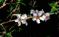 Leptospermum squarrosum