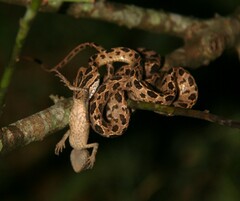 Boiga multomaculata