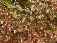 Mesembryanthemum nodiflorum