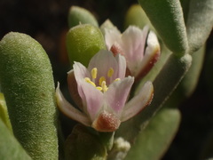 Tetraena fontanesii