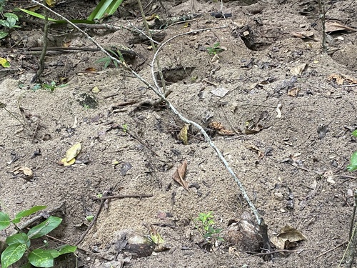 Philippine Megapode (Megapodius cumingii), photo 4