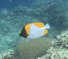 Hemitaurichthys polylepis