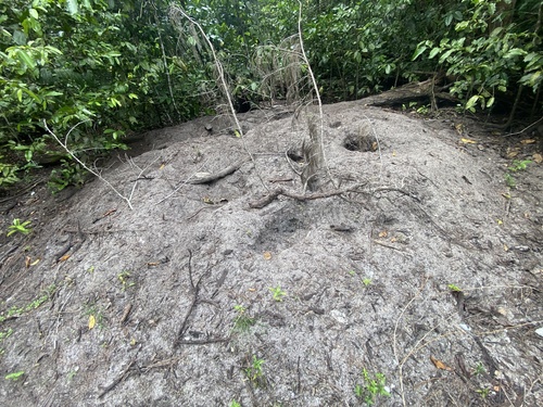 Philippine Megapode (Megapodius cumingii), photo 5