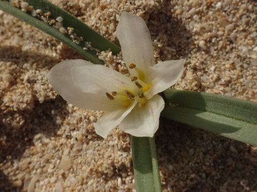 Colchicum psammophilum (Colchicum psammophilum)