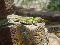 Podarcis siculus siculus