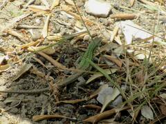 Podarcis siculus siculus