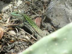 Podarcis siculus siculus