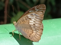 Tanaecia pelea