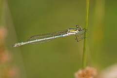 Austrolestes cingulatus