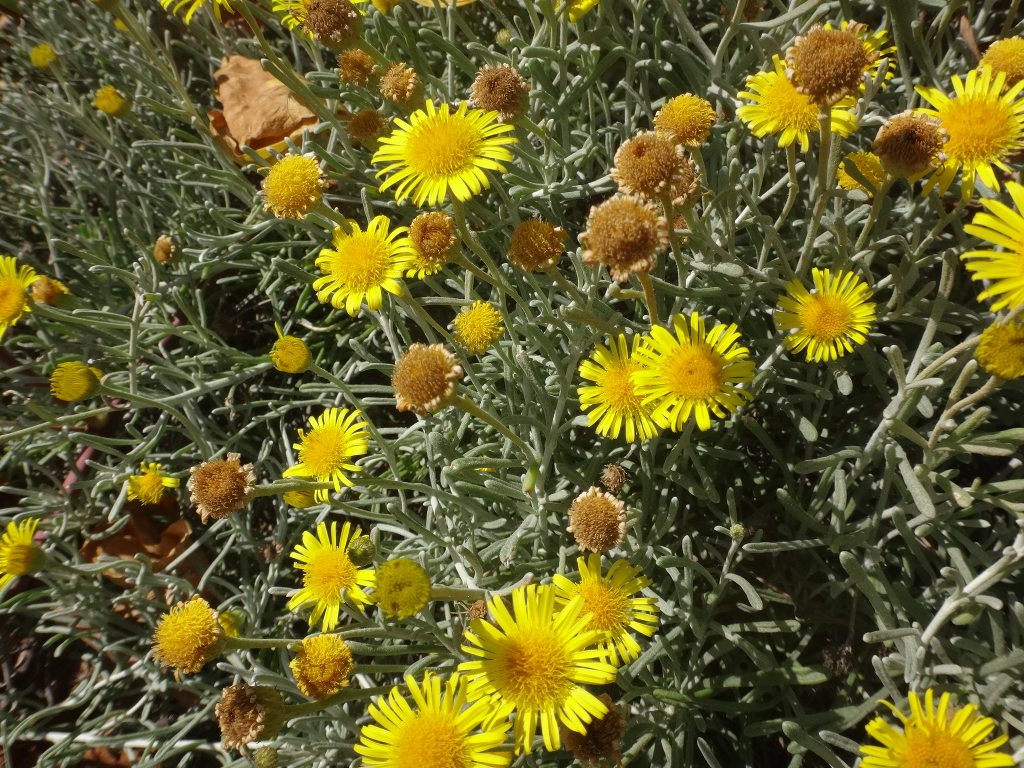 Pulicaria burchardii