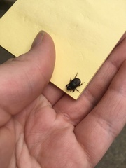 Onthophagus taurus