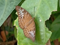 Tanaecia pelea