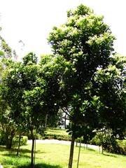 Buchanania arborescens