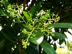 Buchanania arborescens