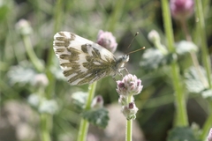 Pontia chloridice