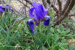Iris lutescens