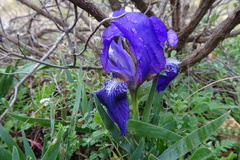 Iris lutescens