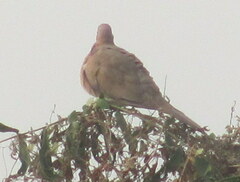 Streptopelia senegalensis