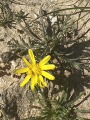 Senecio glaucus