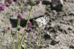 Pontia chloridice