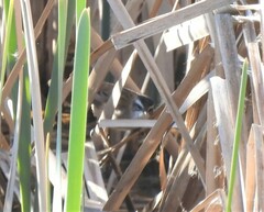 Acrocephalus melanopogon