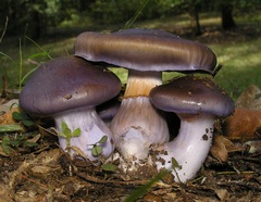 Cortinarius archeri