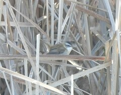 Acrocephalus melanopogon