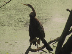 Anhinga melanogaster