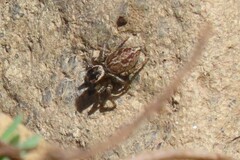 Maratus griseus
