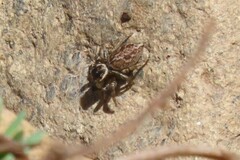 Maratus griseus