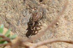 Maratus griseus