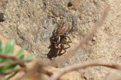 Maratus griseus