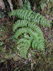 Dryopteris paleolata
