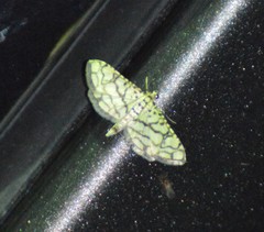 Hileithia rehamalis