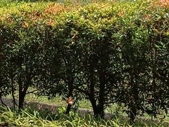 Danaus chrysippus chrysippus