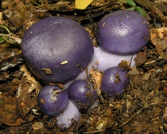 Cortinarius archeri