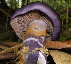 Cortinarius archeri