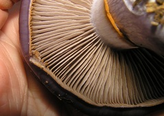 Cortinarius archeri