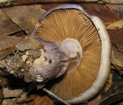Cortinarius archeri