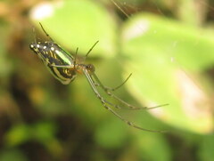 Leucauge decorata