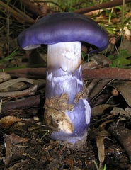 Cortinarius archeri