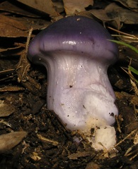 Cortinarius archeri