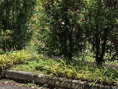Danaus chrysippus chrysippus