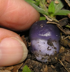 Cortinarius archeri